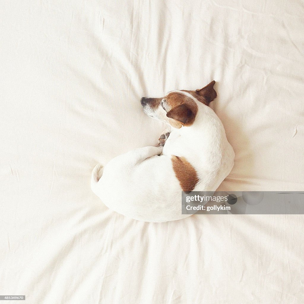 Senior dog curled up on bed sleeping