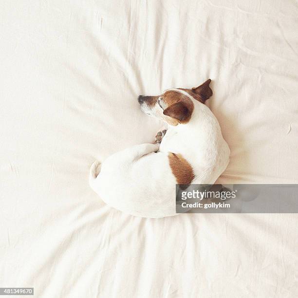 enroscado sênior de cachorro dormindo na cama - curled up - fotografias e filmes do acervo