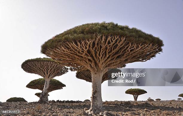 dragon's blood trees, socotra islamd - dragon blood tree stock pictures, royalty-free photos & images