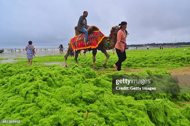 Man rides a camel at a beach covered by a thick layer of green algae on July 20, 2015 in Qingdao, China. A large quantity of non-poisonous green...