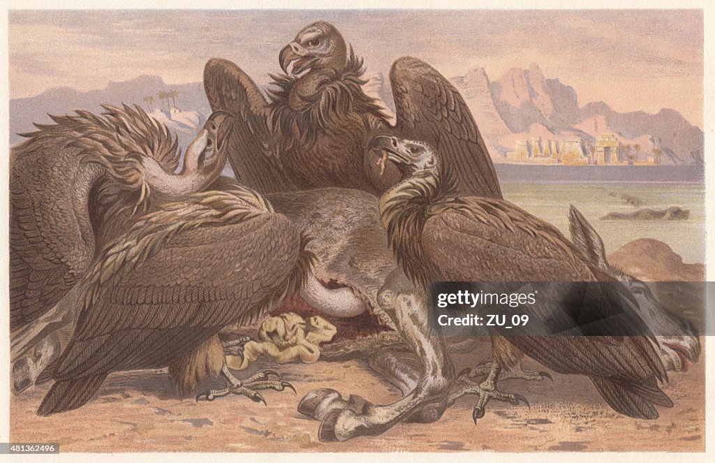 White-backed vulture (Gyps africanus), lithograph, published in 1882