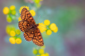 Heath Fritillary Butterfly on Yellow Flowers with Green and Purp