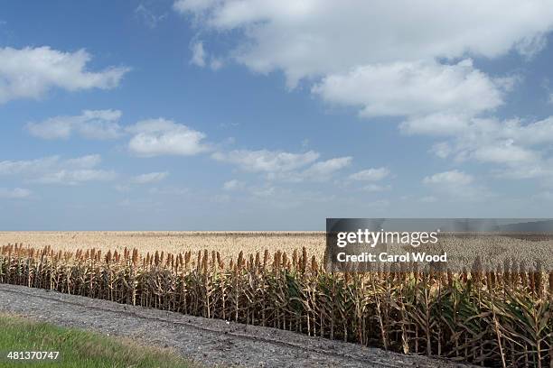 amber waves of grain - amber waves of grain stock pictures, royalty-free photos & images