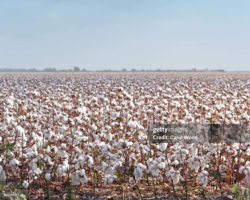 Cotton ready to be harvested