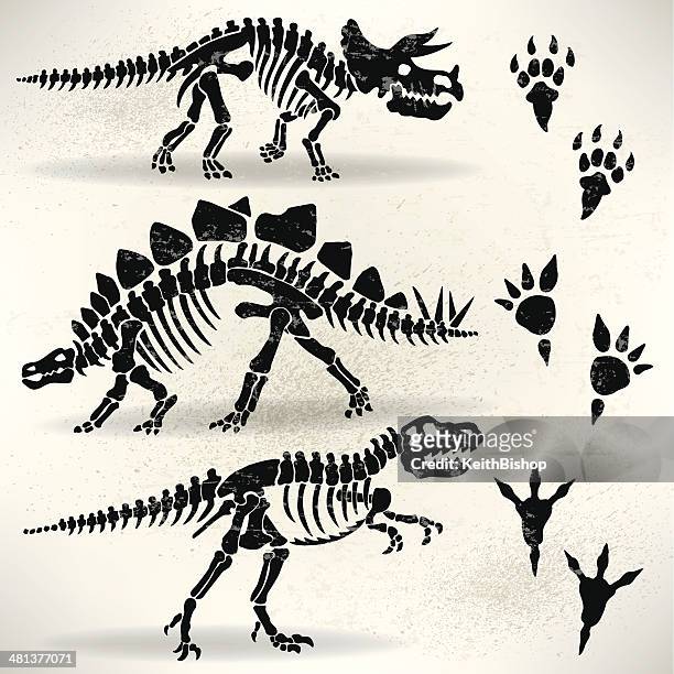 dinosaur fuß drucke, der tyrannosaurus rex, stegosaurus, triceratops - thyreophora stock-grafiken, -clipart, -cartoons und -symbole