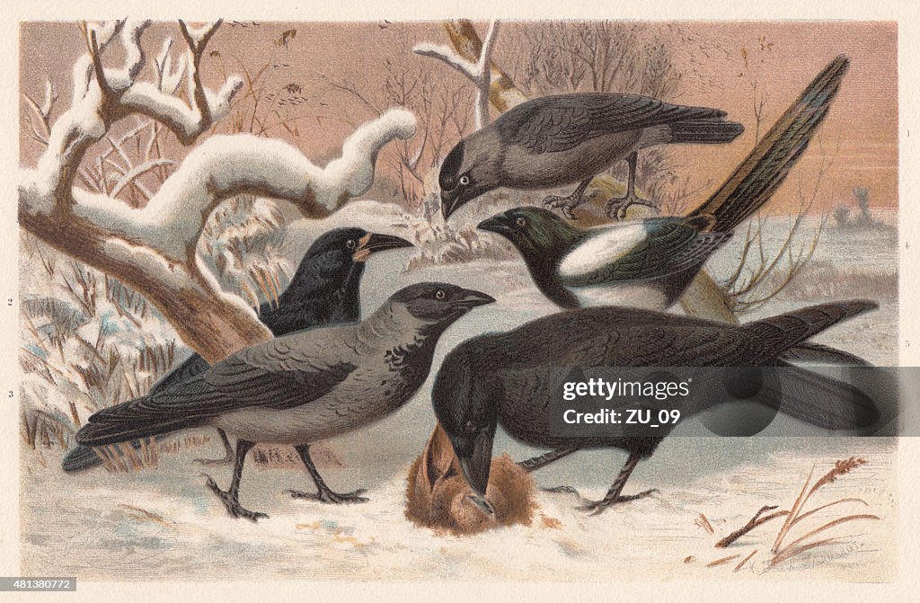 Ravens, lithograph, published in 1882