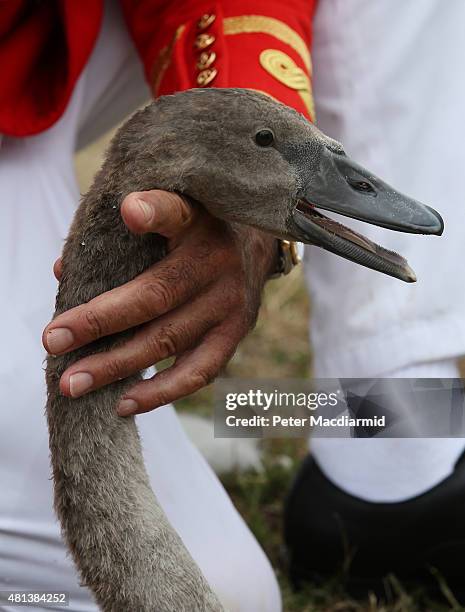 Swan Upper' holds a cygnet after pulling it from the river Thames on July 20, 2015 in London, England. The historic Swan Upping ceremony dates back...