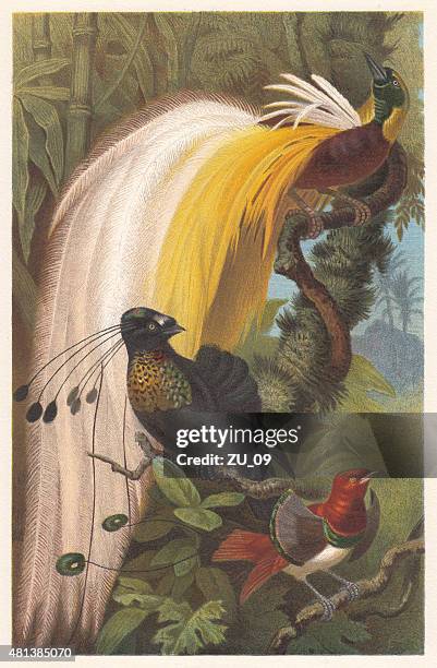 birds of paradise (paradisaeidae), lithograph, published in 1882 - bird of paradise stock illustrations
