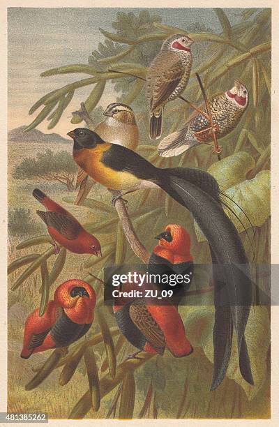 weavers (ploceidae), lithograph, published in 1882 - amarant stock illustrations