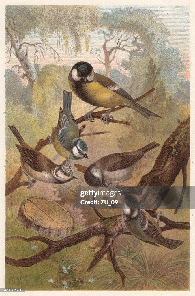 Chickadees (Paridae), lithograph, published in 1882
