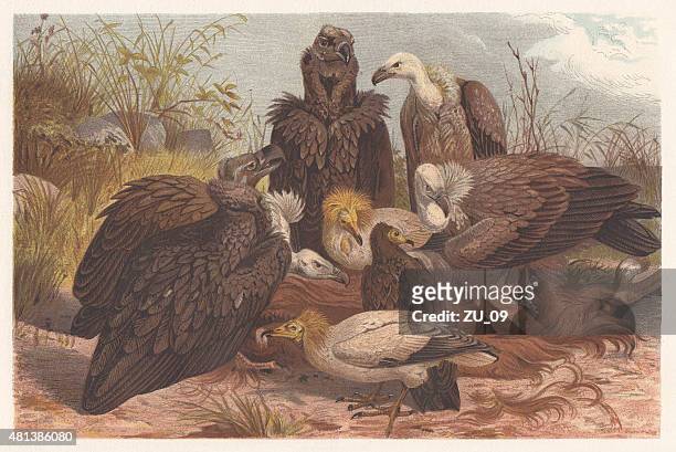 stockillustraties, clipart, cartoons en iconen met southern european vultures, lithograph, published in 1882 - scavenging