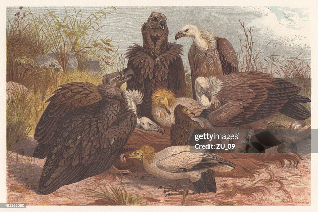 Southern European vultures, lithograph, published in 1882