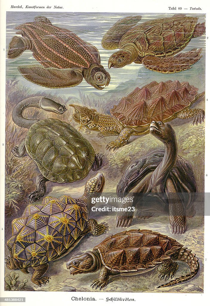 Fauna KdN t089 Testudo - Chelonia