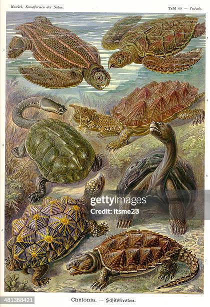fauna kdn t089 testudo - chelonia - snapping turtle stock illustrations