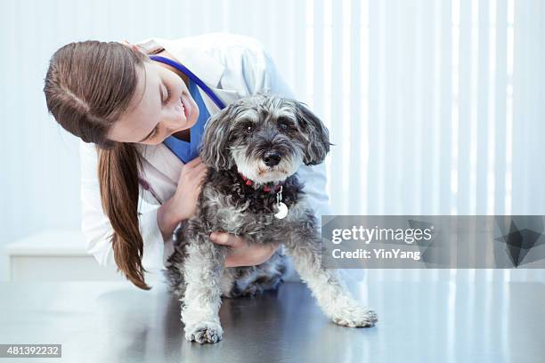 veteranarian 患者イグザムに犬動物病院クリニック - プードル ストックフォトと画像