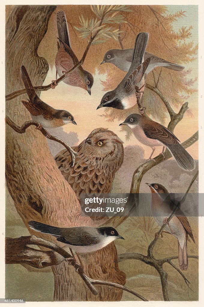 Southern European warblers, lithograph, published in 1882