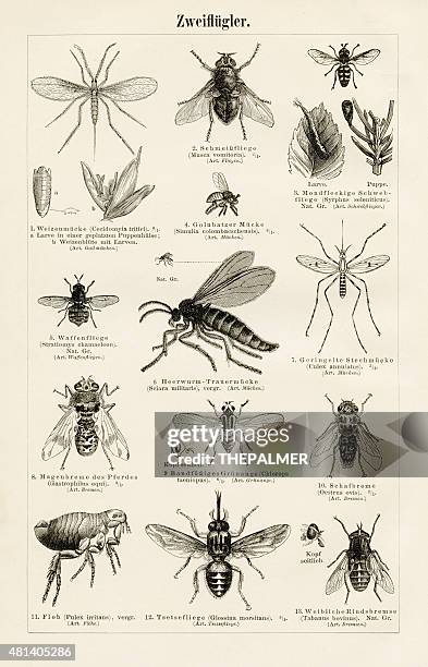 insects engraving 1897 - housefly stock illustrations