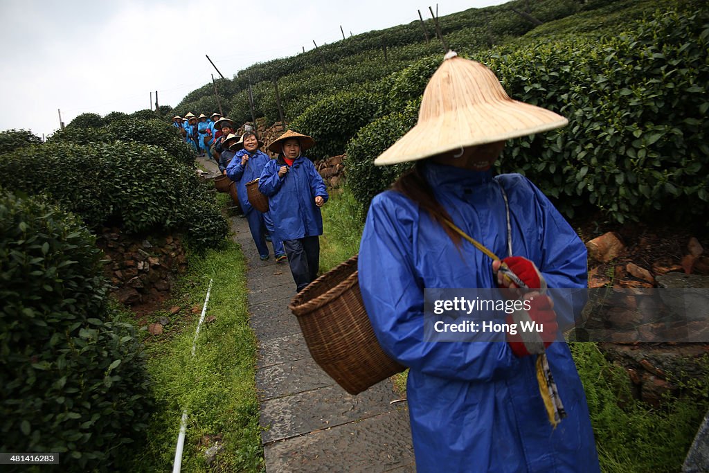 Season Of Longjing Tea-Picking In Hangzhou