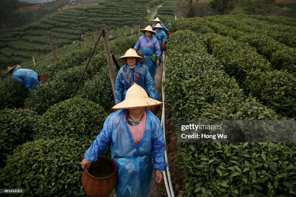 Season Of Longjing Tea-Picking In Hangzhou