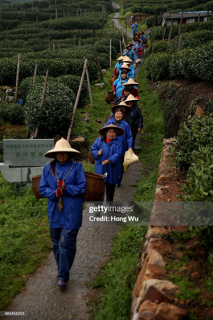 Season Of Longjing Tea-Picking In Hangzhou