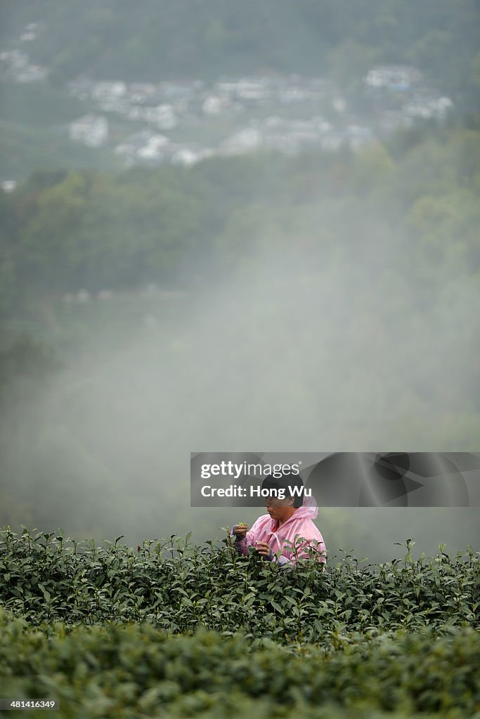 Season Of Longjing Tea-Picking In Hangzhou