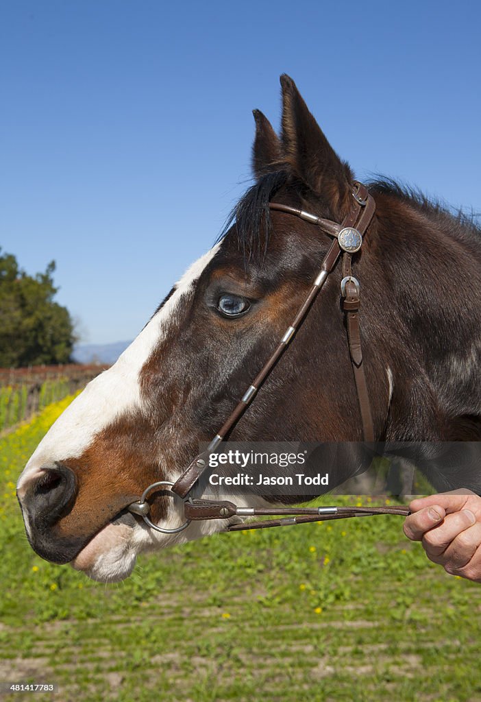 Close-up profile of horse in field