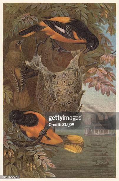 baltimore oriole (icterus galbula), lithograph, published in 1882 - baltimore 幅插畫檔、美工圖案、卡通及圖標