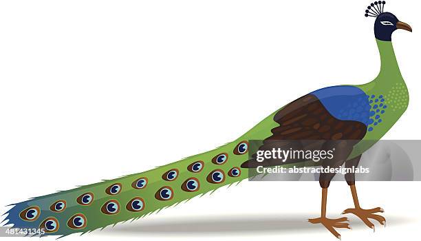 peacock - beak stock illustrations