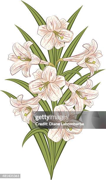 an illustration of a pink easter lily bouquet on white. - easter lily stock illustrations