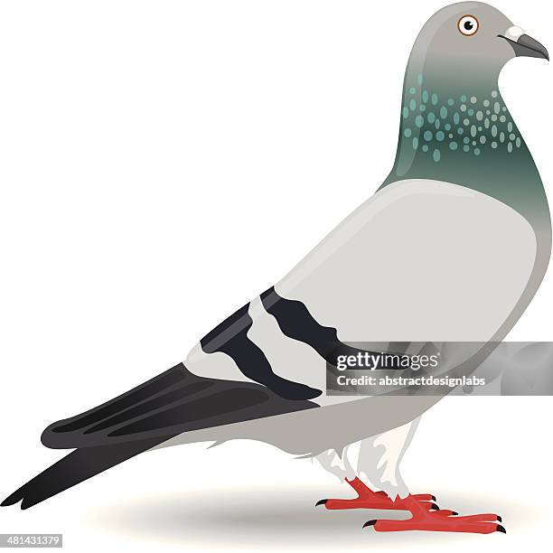 pigeon or dove - pigeon stock illustrations