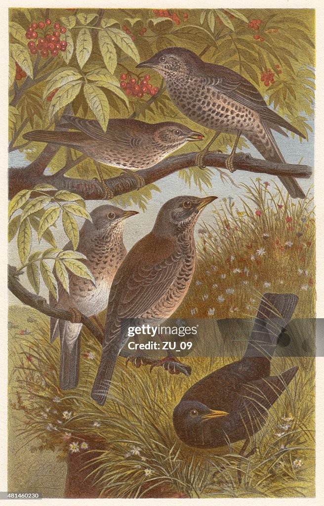 Thrushes (Turdidae), lithograph, published in 1882