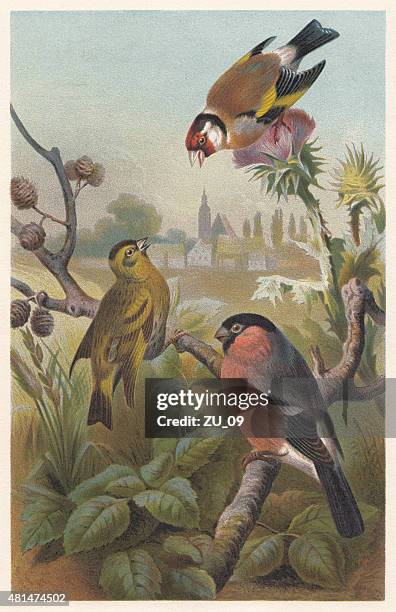 ilustraciones, imágenes clip art, dibujos animados e iconos de stock de finches (fringillidae), lithograph, publicado en 1882 - american goldfinch