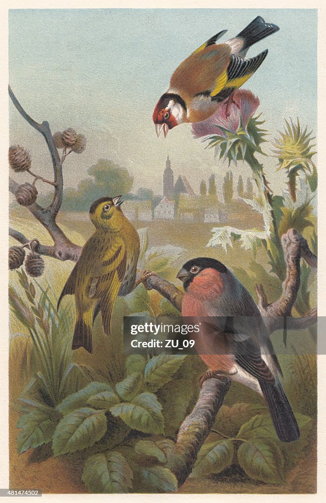 Finches (Fringillidae), lithograph, published in 1882