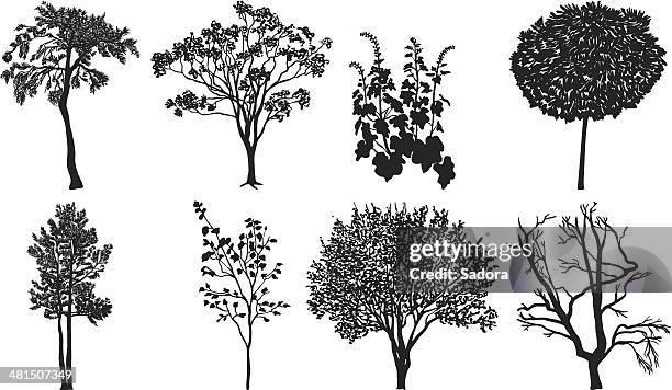 tree silhouette - pine tree close up stock illustrations