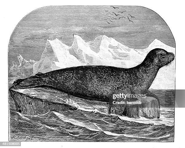 harbor seal on ice - harbour seal stock illustrations