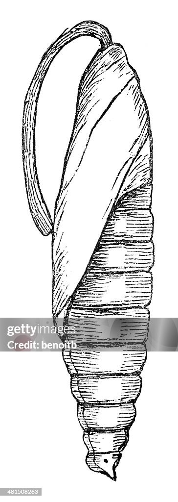 Upa Insect Insect Pupa High-Res Vector Graphic - Getty Images