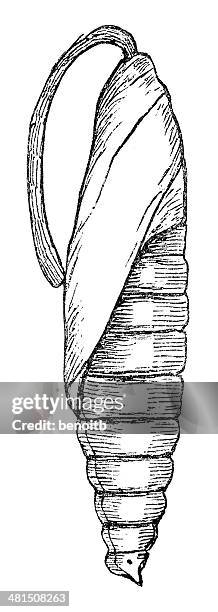 insect pupa - moth cocoon stock illustrations