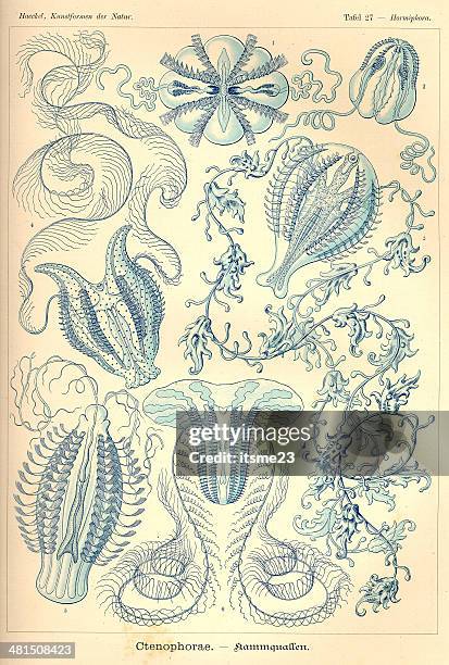 fauna kdn t027 hormiphora - ctenophorae - flat bed scanner stock illustrations