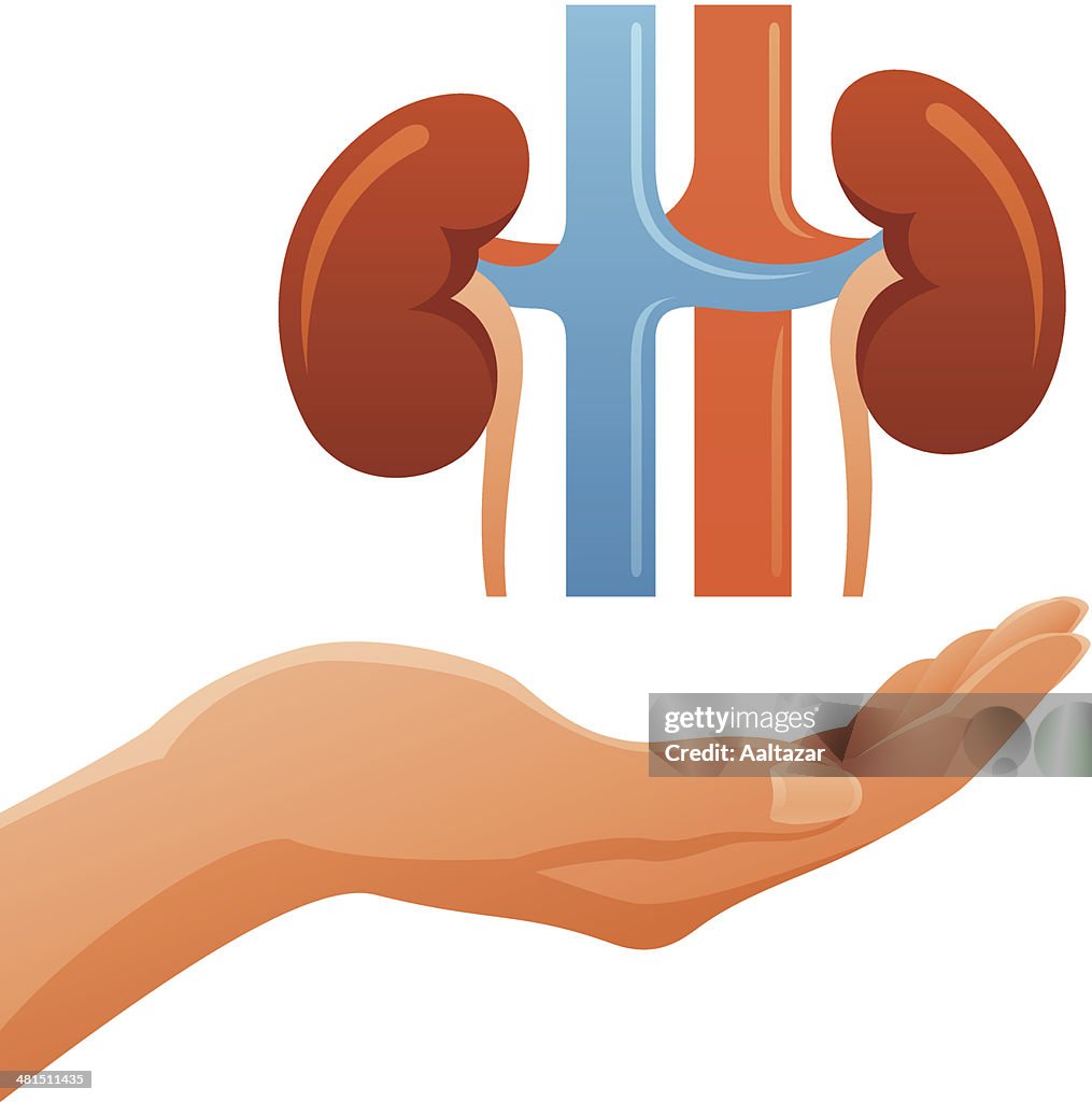 Main tenant les reins anatomie humaine