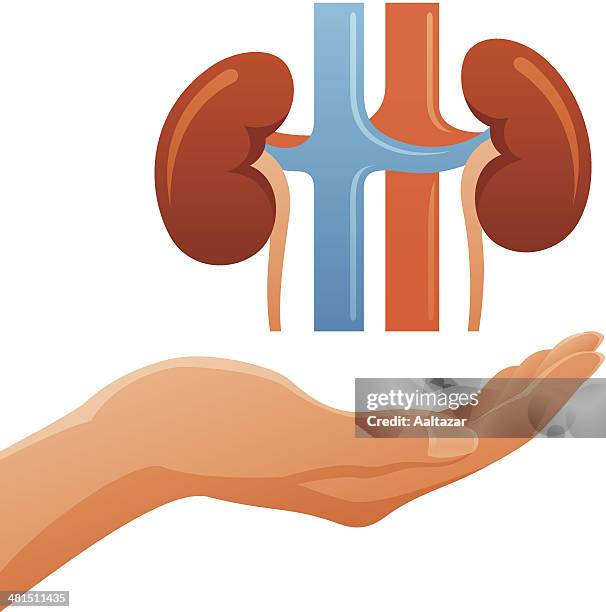 hand holding anatomic human kidneys - human bladder stock illustrations