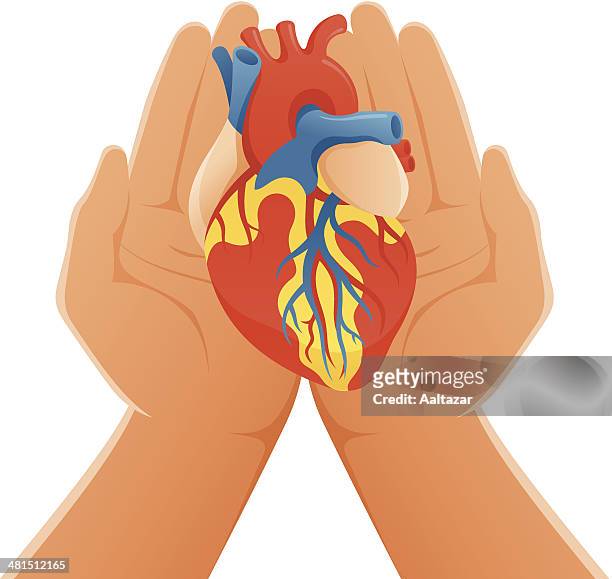 hands holding anatomic heart - cardiac muscle tissue stock illustrations