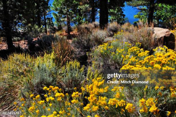 sierra nevada scenics - bishop foto e immagini stock