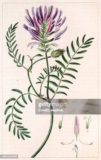 astragalus alte botanische gravur - astragalus stock-grafiken, -clipart, -cartoons und -symbole