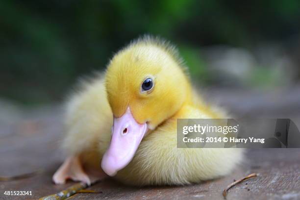 duckling - duckling stockfoto's en -beelden