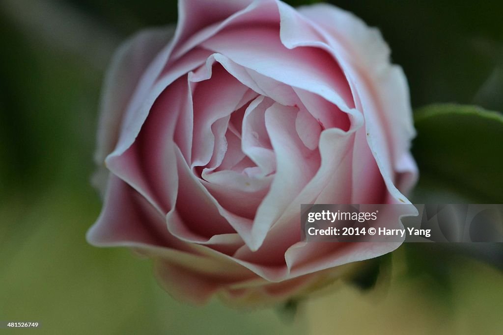 Camellia / Macro