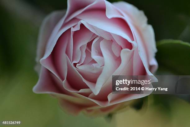 Camellia Macro, Foto de stock