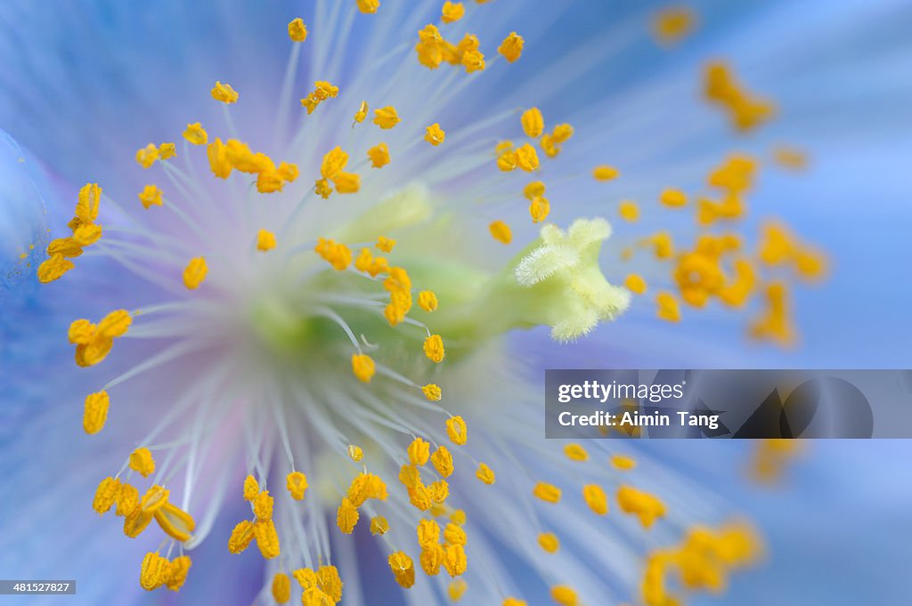 Blue poppy in macro