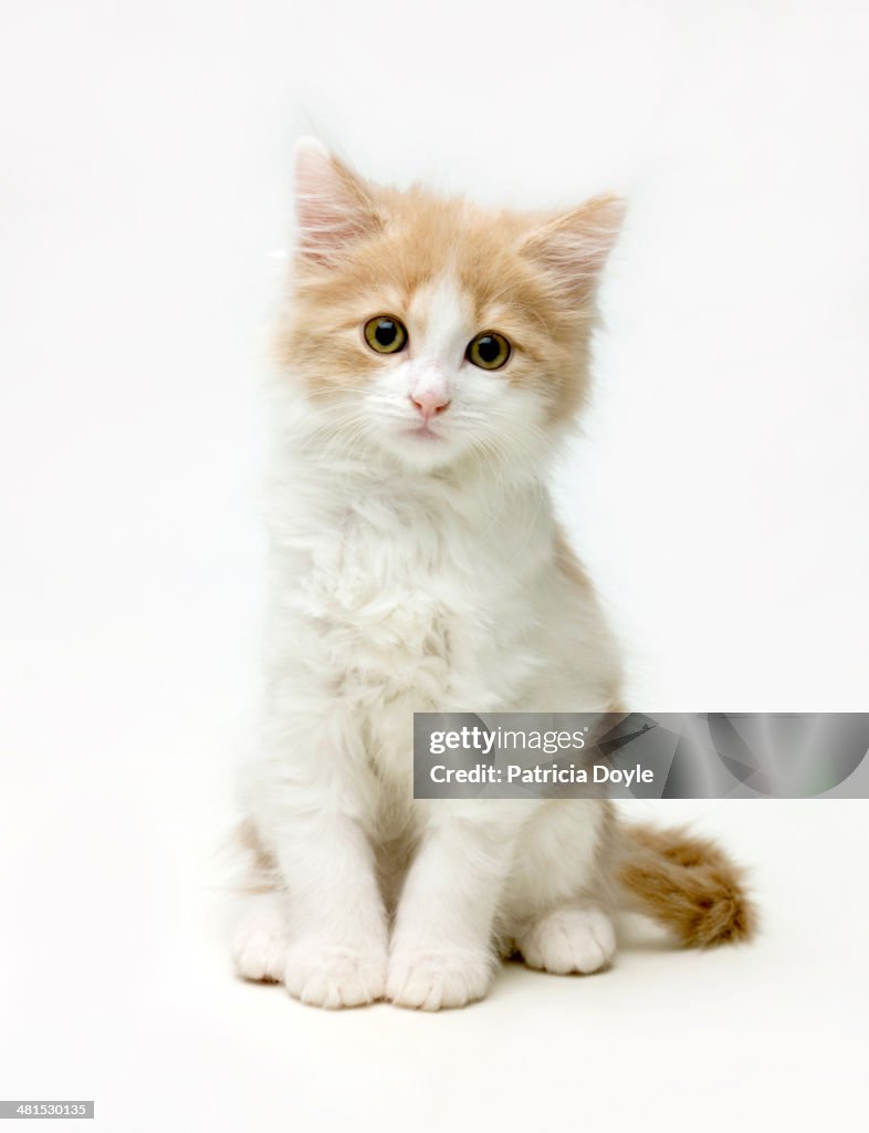 Fluffy white and ginger cat