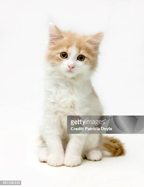 fluffy white and ginger cat - kittens stock pictures, royalty-free photos & images