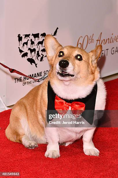 Gov. Jerry Brown's dog 'Sutter' attends the Humane Society of the United States 60th Anniversary Benefit Gala at The Beverly Hilton Hotel on March...